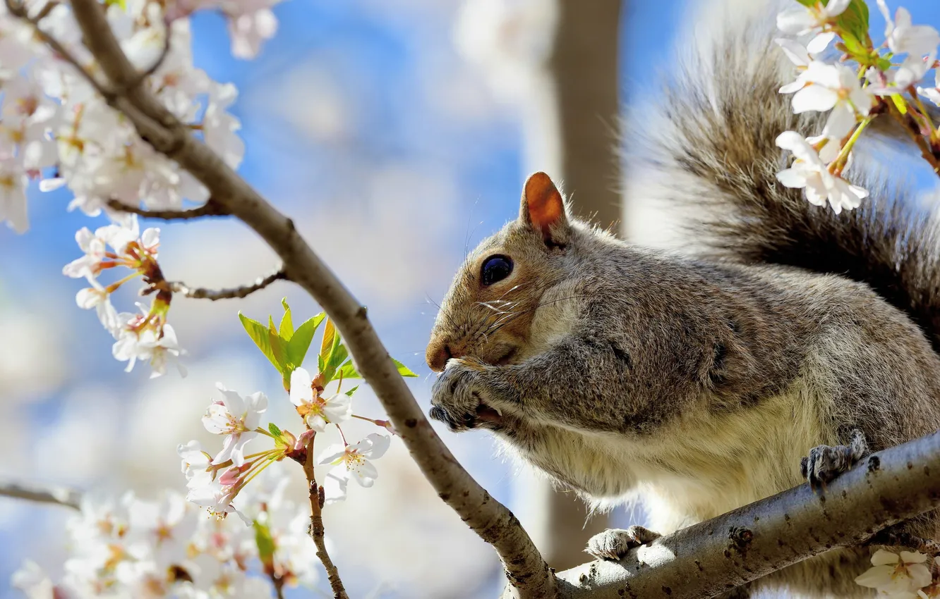 Photo wallpaper flowers, branches, cherry, protein, flowering