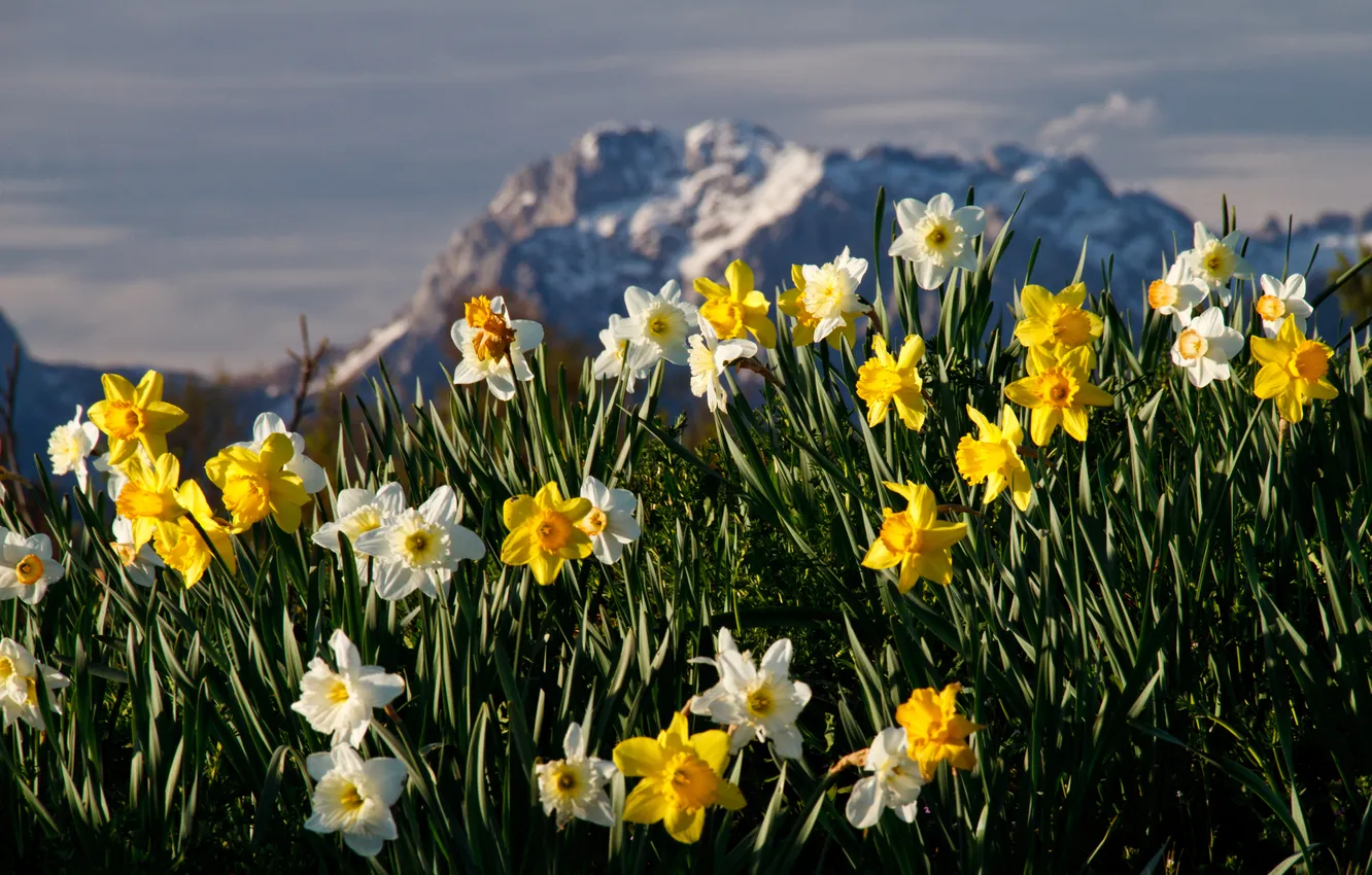 Photo wallpaper grass, landscape, flowers, mountains, nature, Neo, flowers
