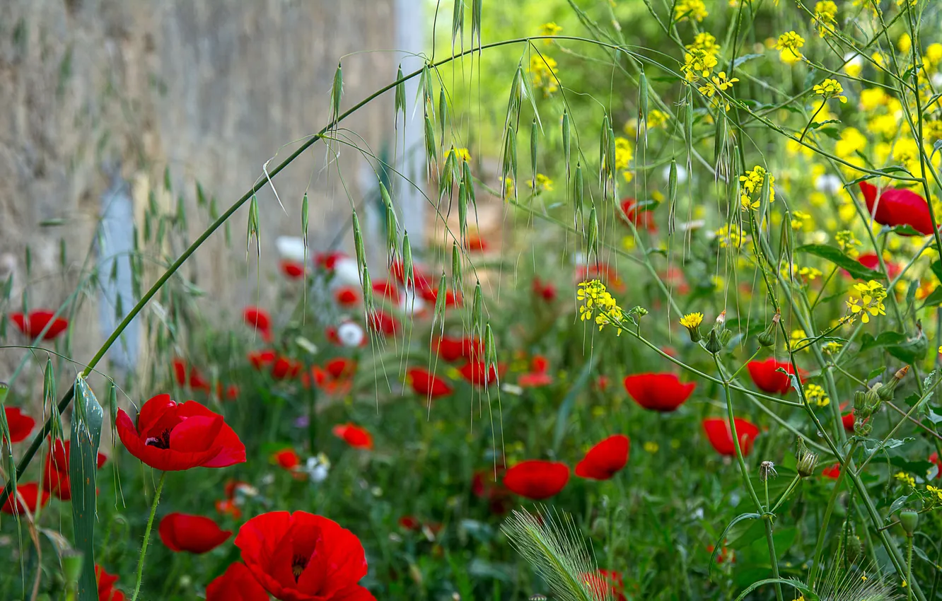 Photo wallpaper grass, Maki, petals, yard