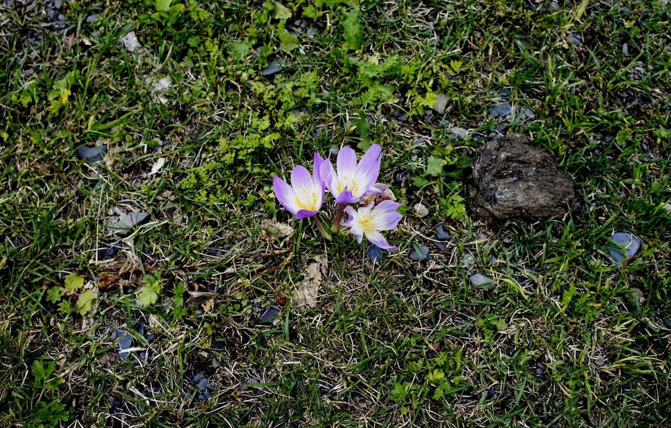 Photo wallpaper flowers, Crocuses, Abkhazia, Alpine meadows