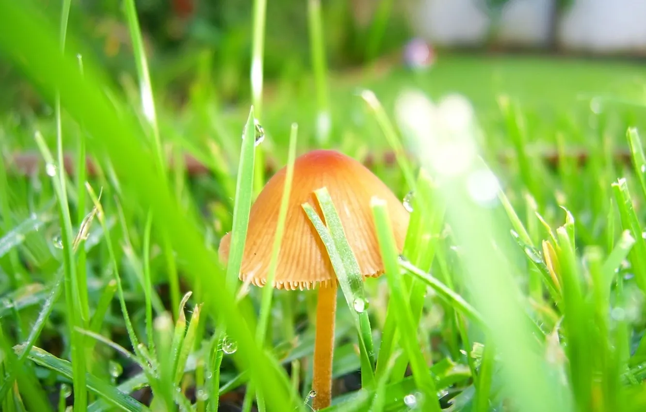 Photo wallpaper greens, grass, leaves, macro, nature, mushrooms