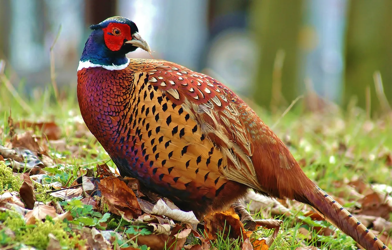 Photo wallpaper forest, leaves, bird, tail, pheasant