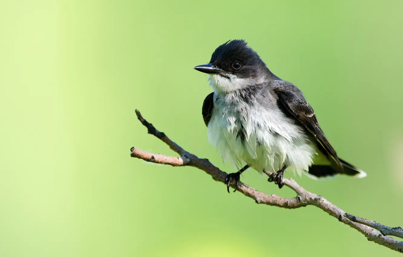 Photo wallpaper branches, background, bird