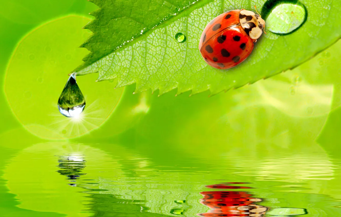 Photo wallpaper water, drops, sheet, reflection, ladybug, water, drops, reflection