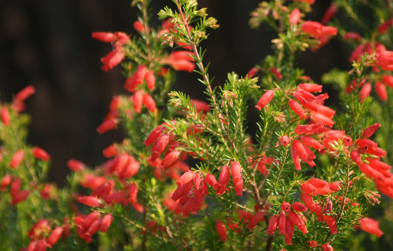 Photo wallpaper greens, Wallpaper, stem, buds, the bushes
