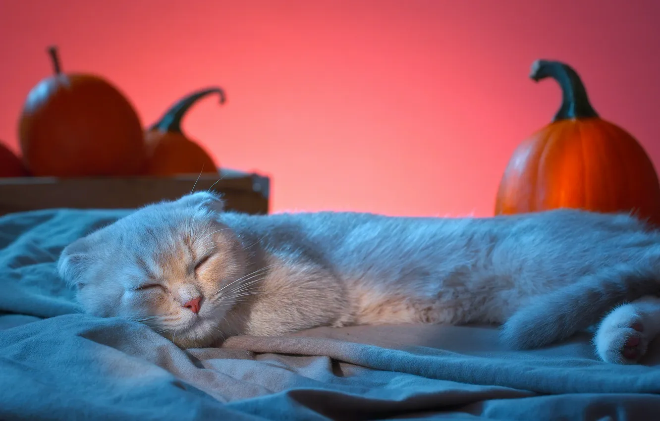 Photo wallpaper cat, sleep, pumpkin