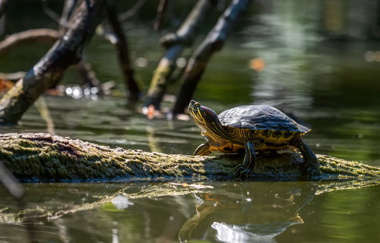 Photo wallpaper branches, reflection, turtle, log, pond, water, water turtle, red
