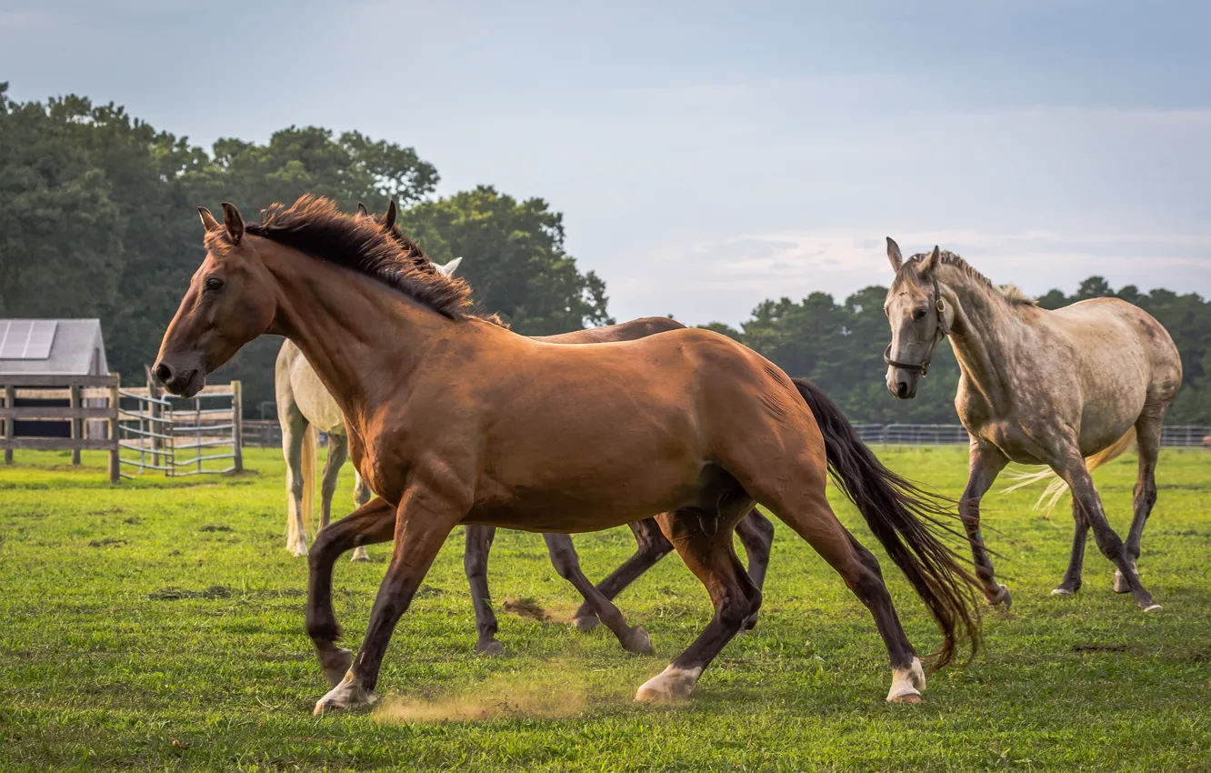 Photo wallpaper background, horse, run