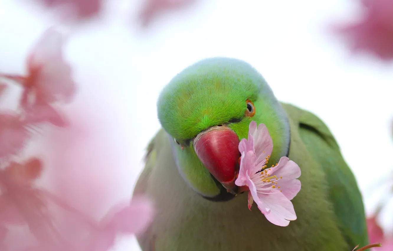 Photo wallpaper flowers, bird, Sakura, parrot, Indian ringed parrot, Alexandrine parrot Kramer