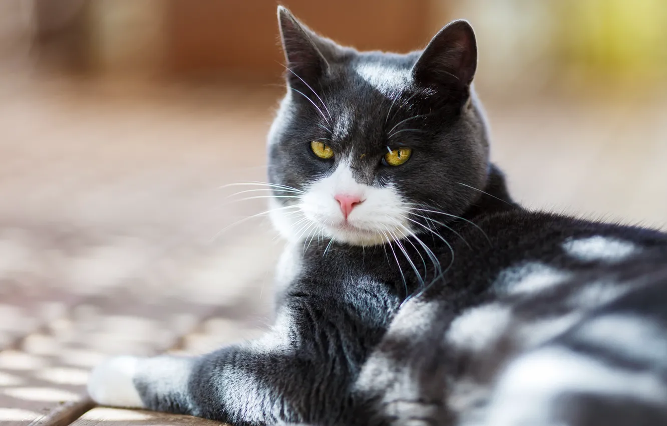 Photo wallpaper cat, cat, look, face, light, pose, grey, background