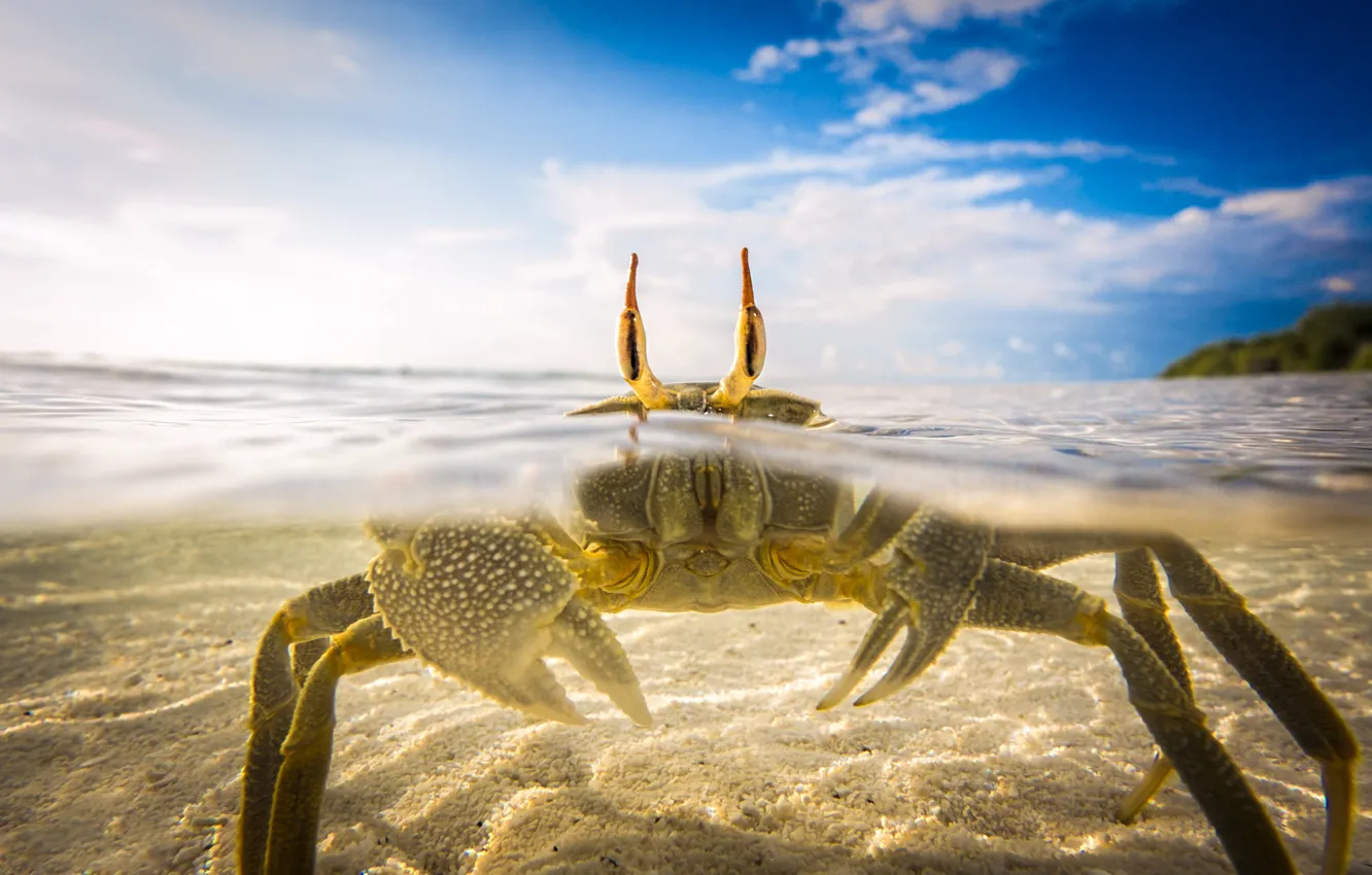 Photo wallpaper sea, eyes, crab