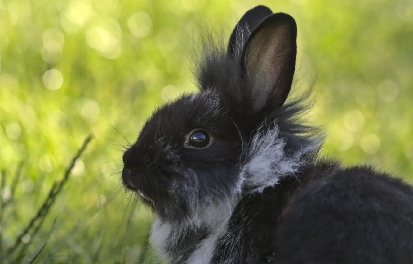 Photo wallpaper black, rabbit, cute, ears