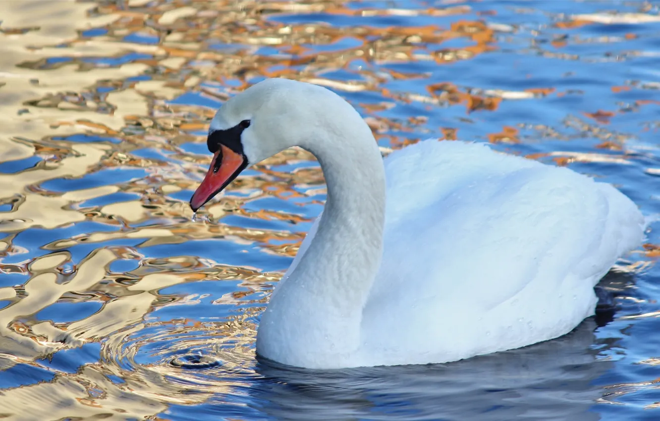 Photo wallpaper water, bird, swans