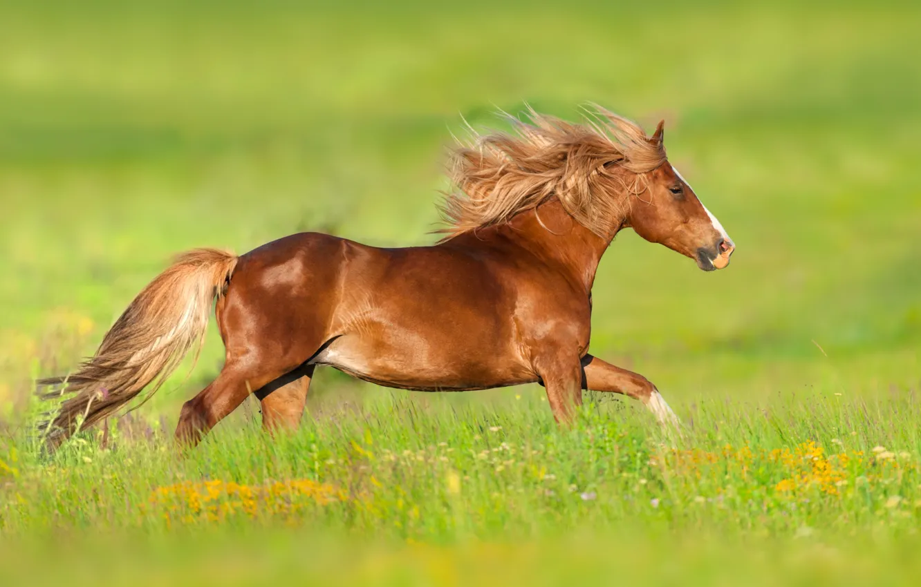 Photo wallpaper nature, animal, horse, meadow