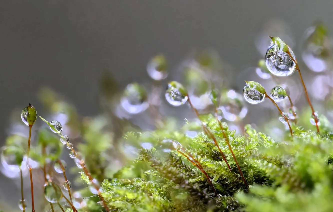 Photo wallpaper grass, drops, macro, Rosa, plant, stem