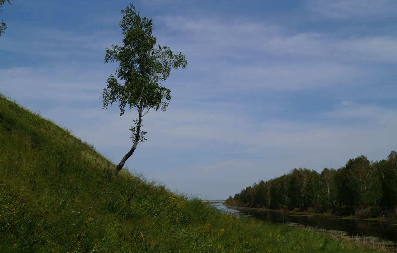 Photo wallpaper forest, river, a lonely birch