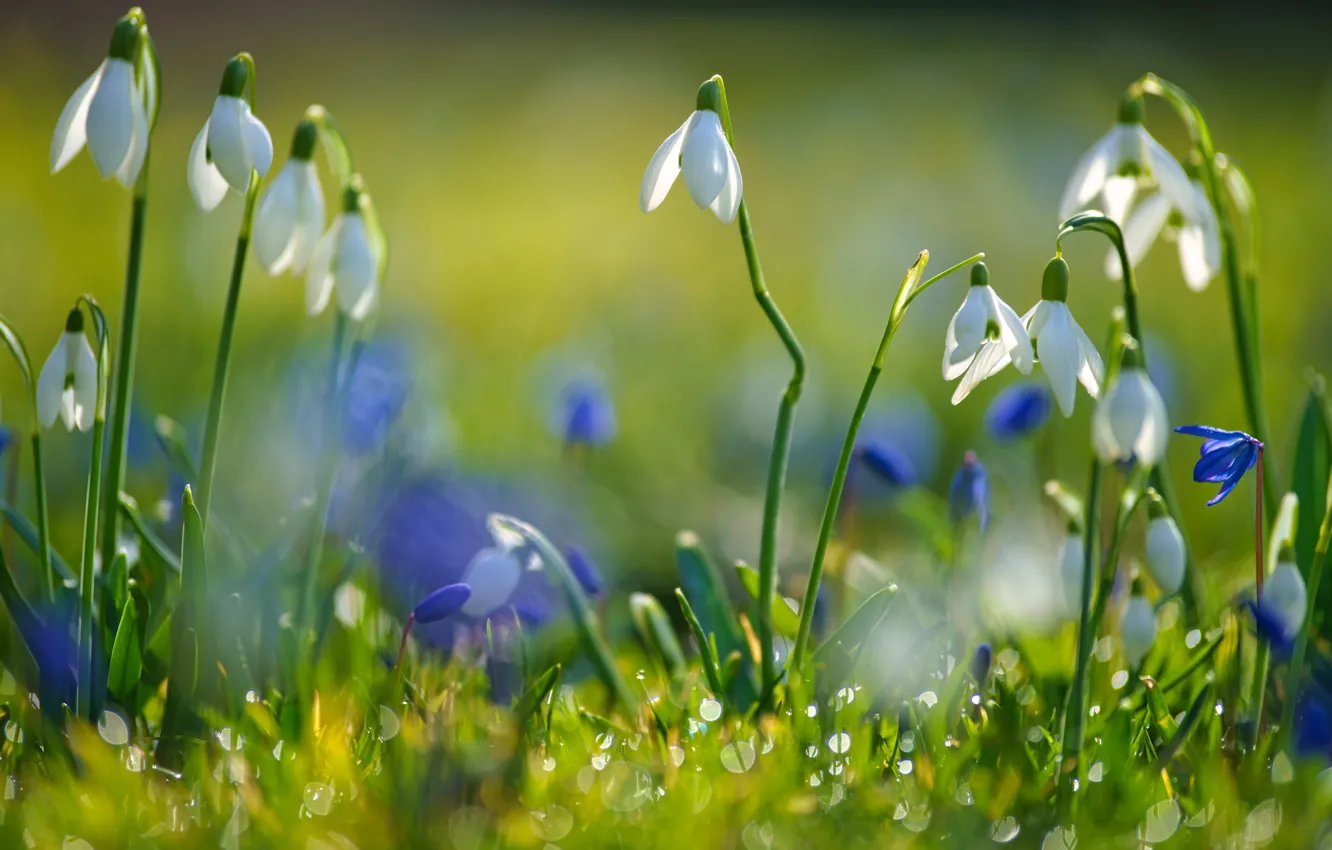 Photo wallpaper greens, light, blue, glade, spring, snowdrops, white, primrose
