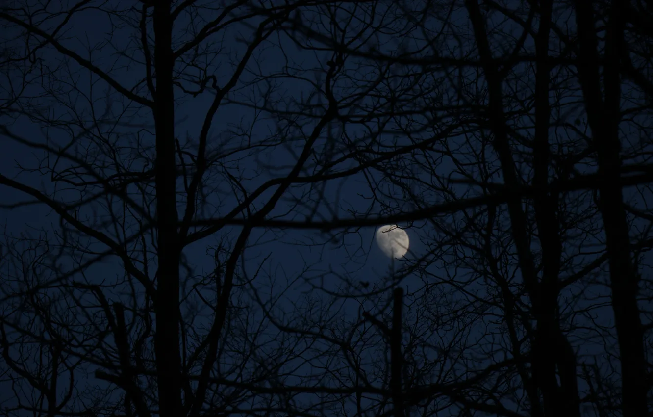 Photo wallpaper the sky, trees, night, branches, nature, the moon