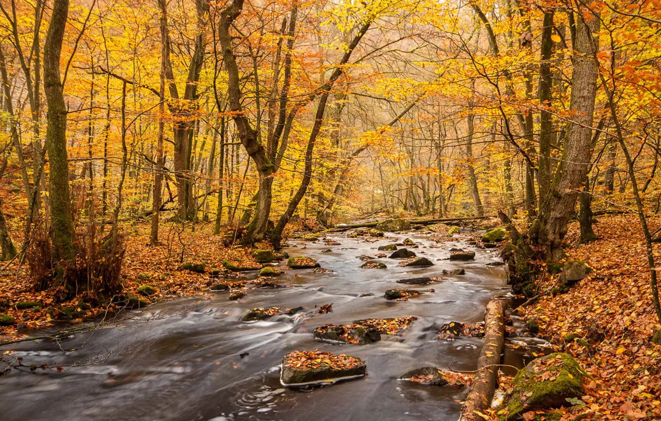 Photo wallpaper river, water, autumn, rocks, leaves, autumn colors, fall, foliage