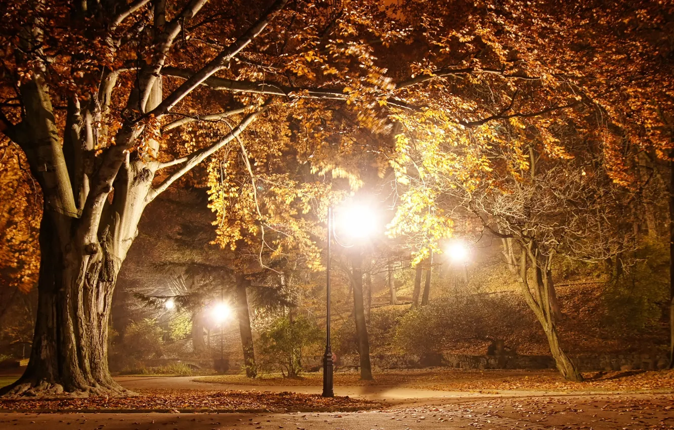 Photo wallpaper night, park, romantic