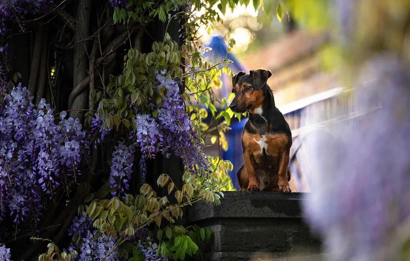 Photo wallpaper trees, flowers, branches, home, dog, bokeh, vines, pedestal