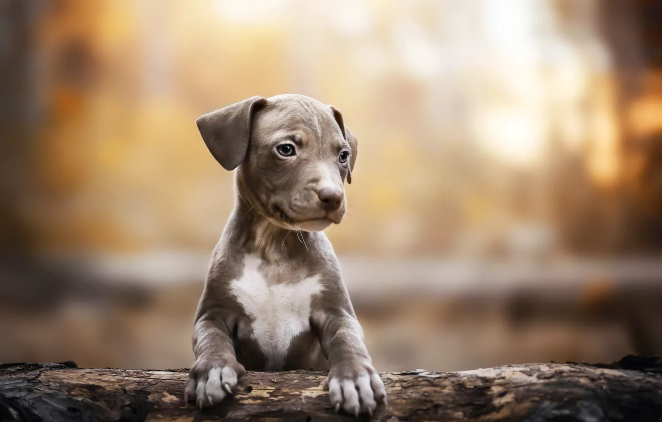 Photo wallpaper look, nature, pose, portrait, dog, puppy, log, face