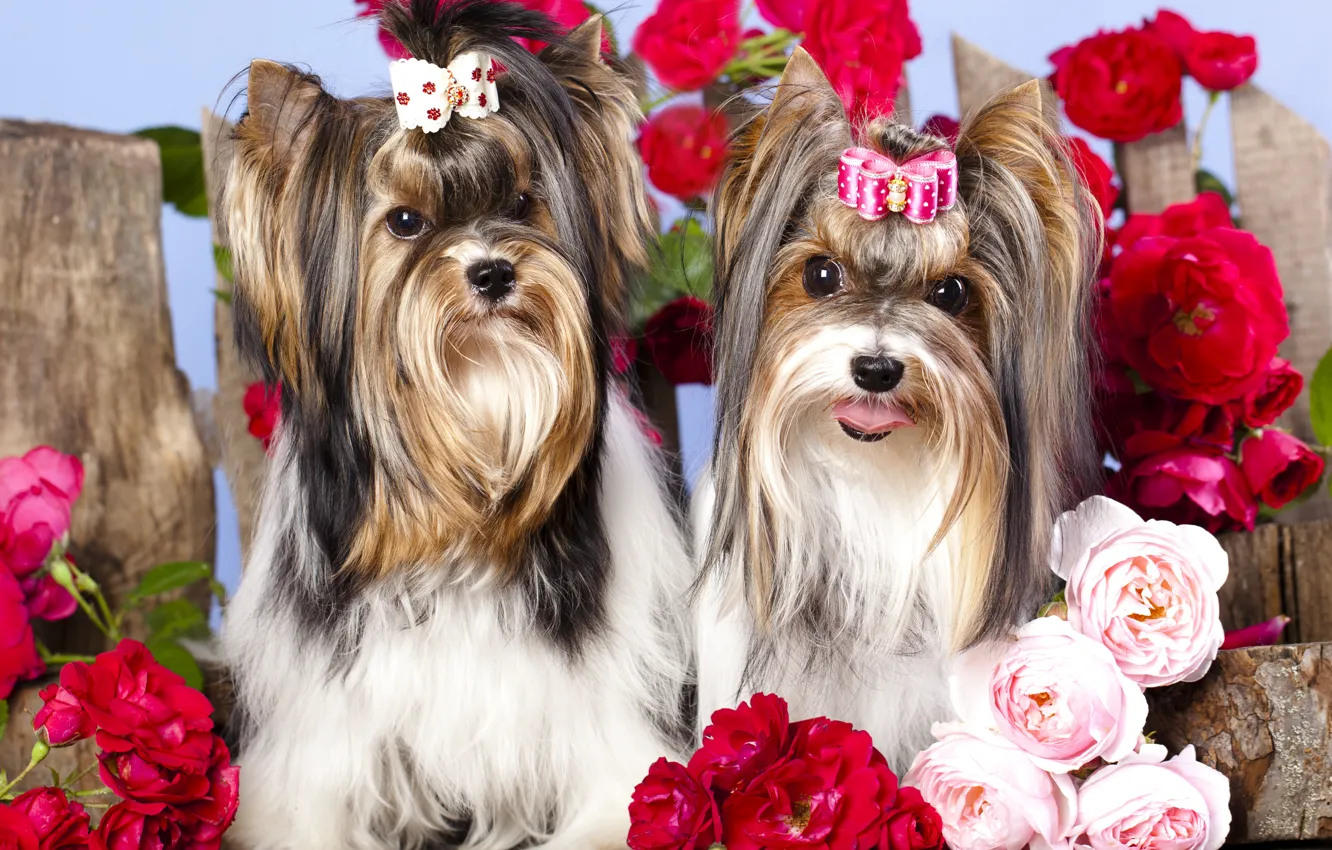 Photo wallpaper dogs, flowers, girls, roses, bow, barrette