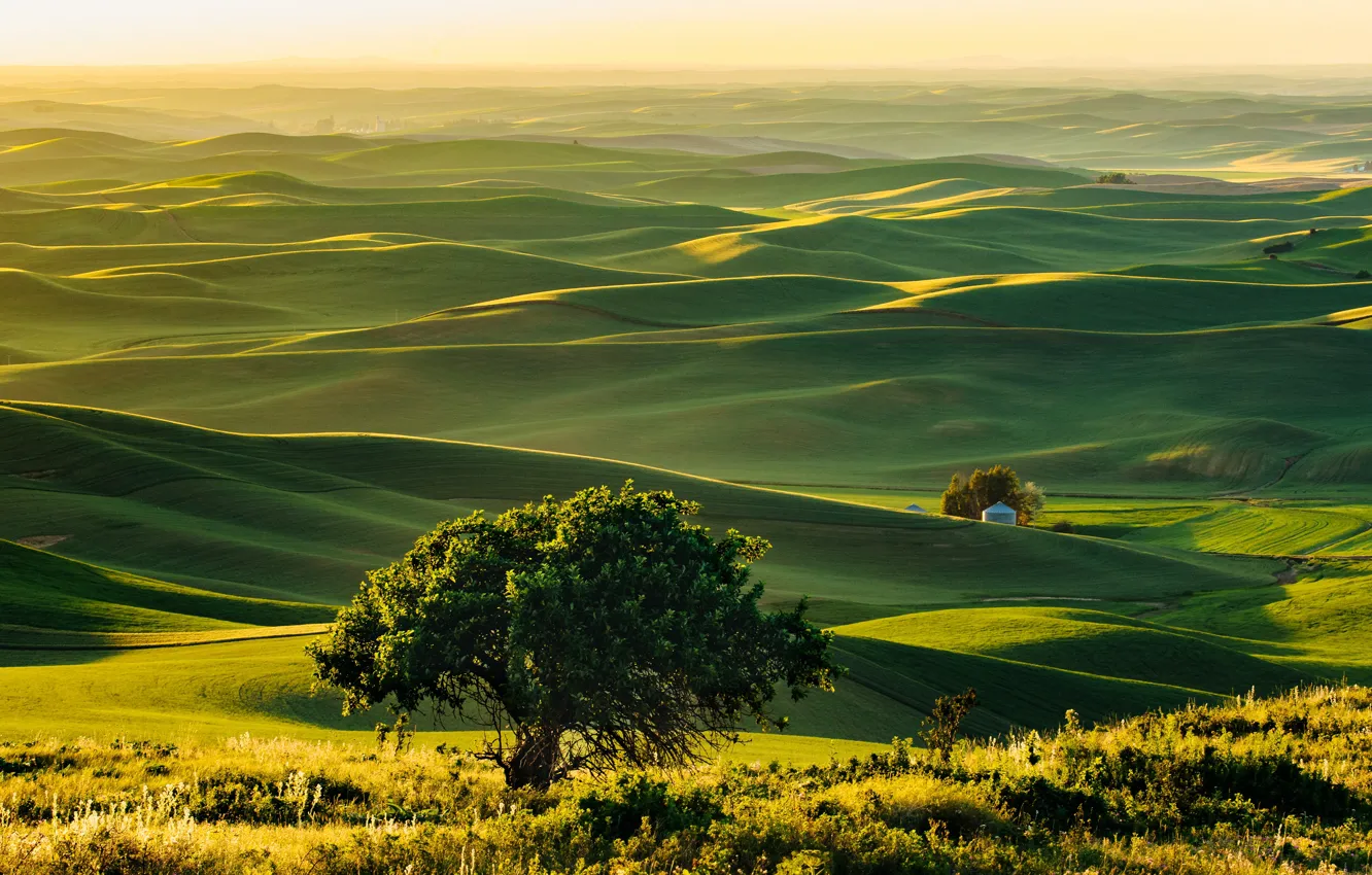 Photo wallpaper trees, hills, USA, Washington, Steptoe, Steptoe Butte