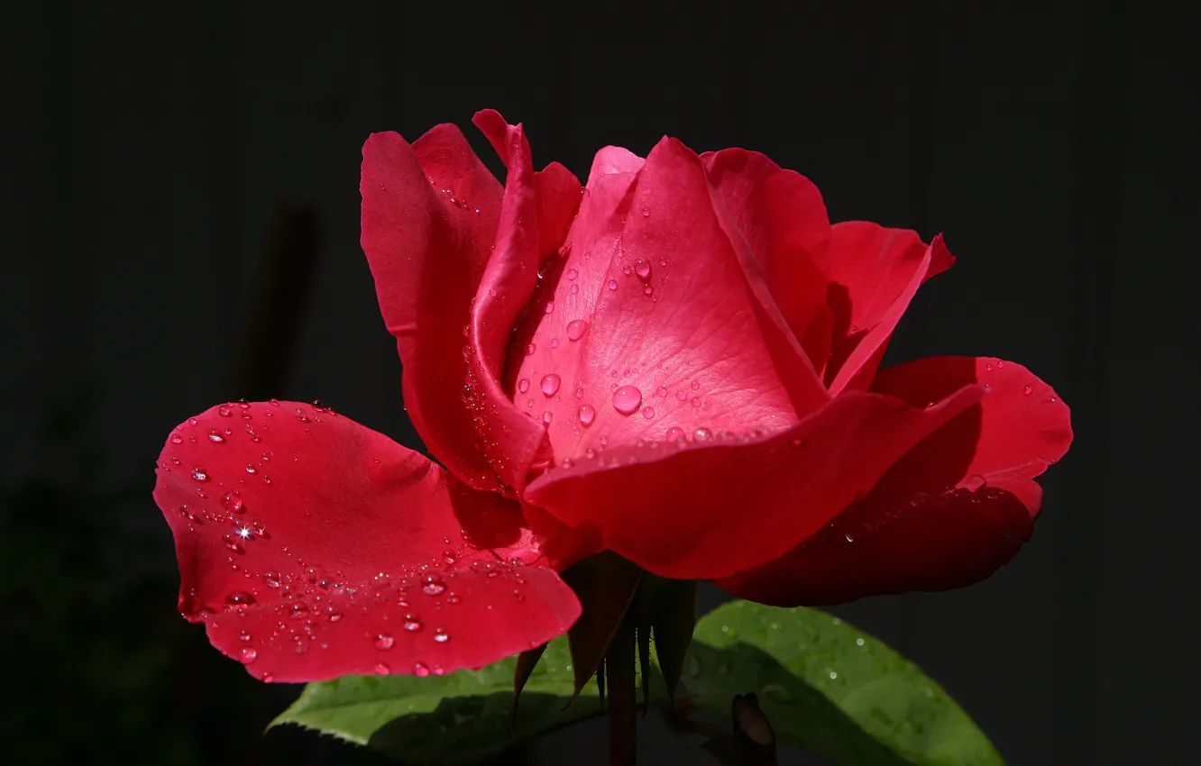 Photo wallpaper drops, flowers, red, droplets, Rosa, lights, background, roses