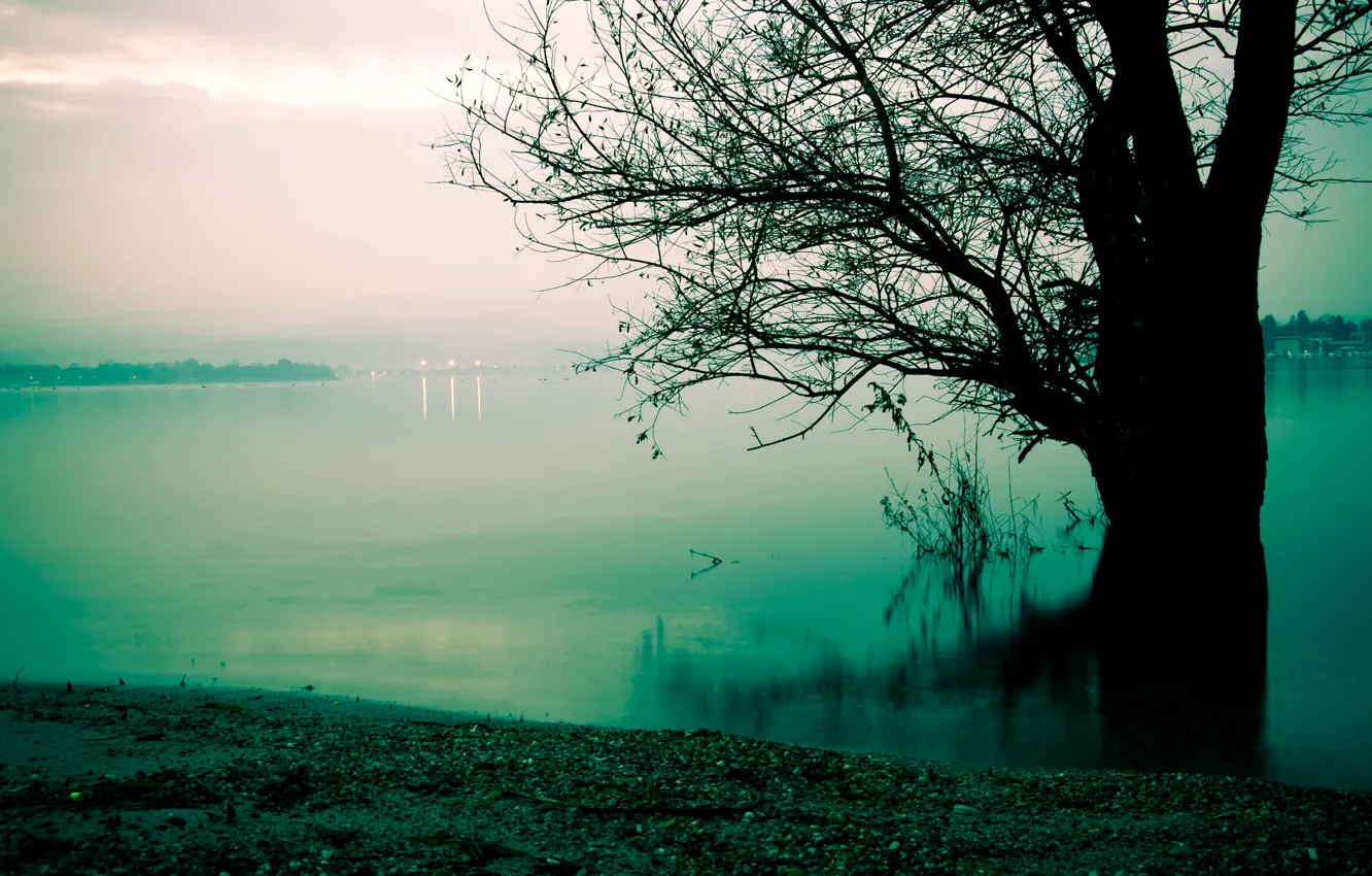 Photo wallpaper fog, lake, tree, shore, morning