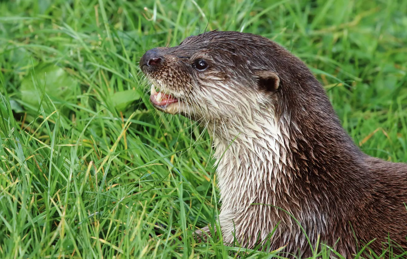 Photo wallpaper grass, look, face, portrait, wet, otter, river