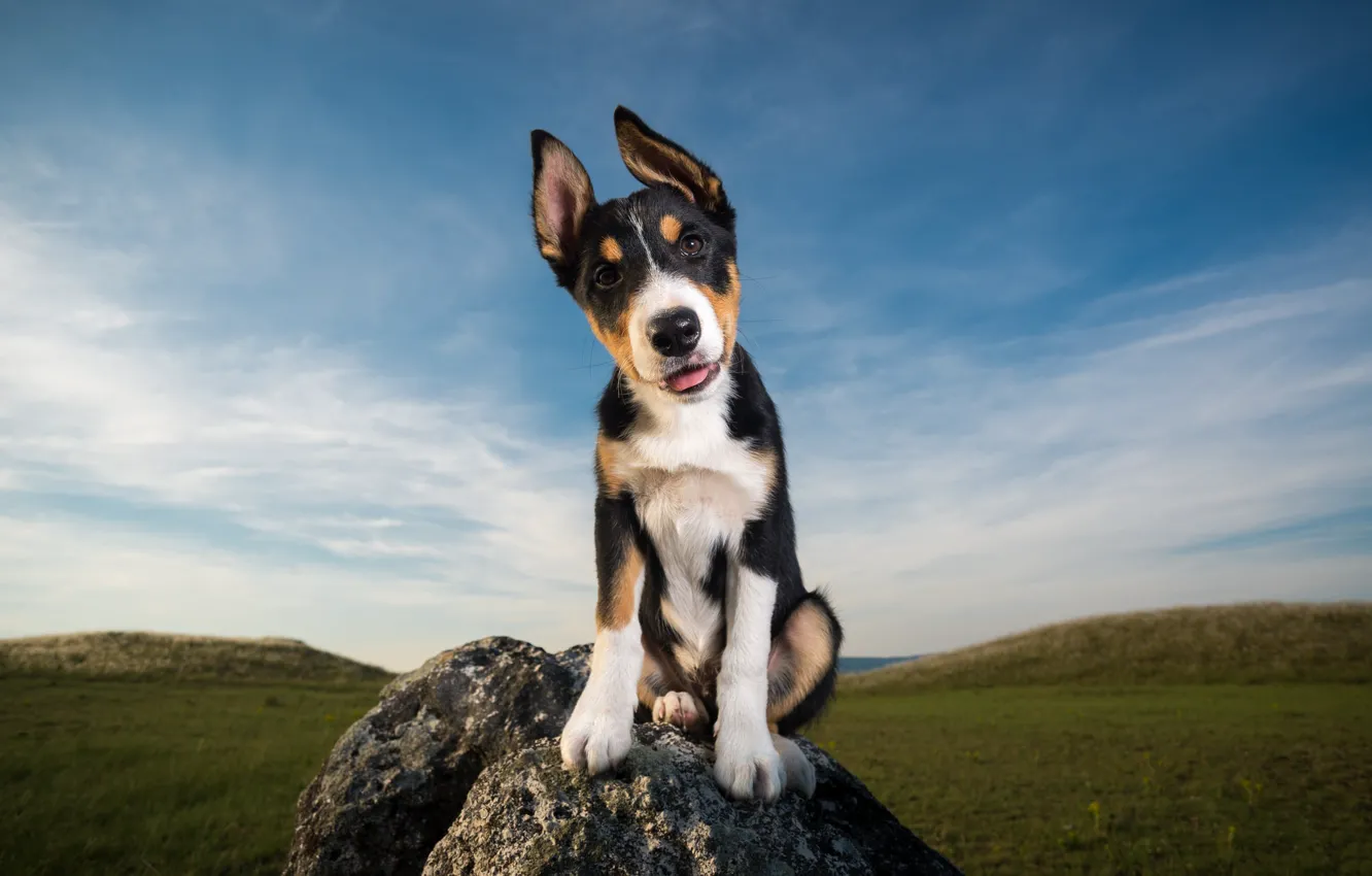Photo wallpaper the sky, look, each, stone, dog, puppy