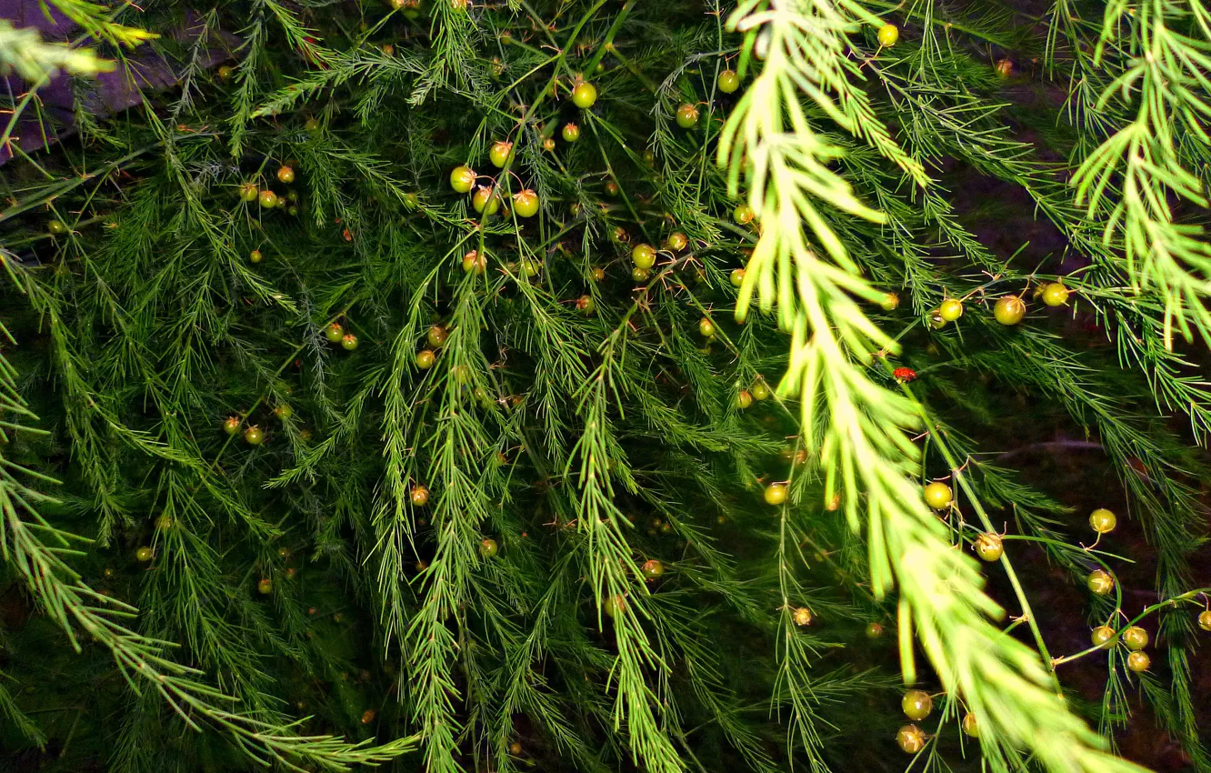 Photo wallpaper green, garden, Belarus, berry