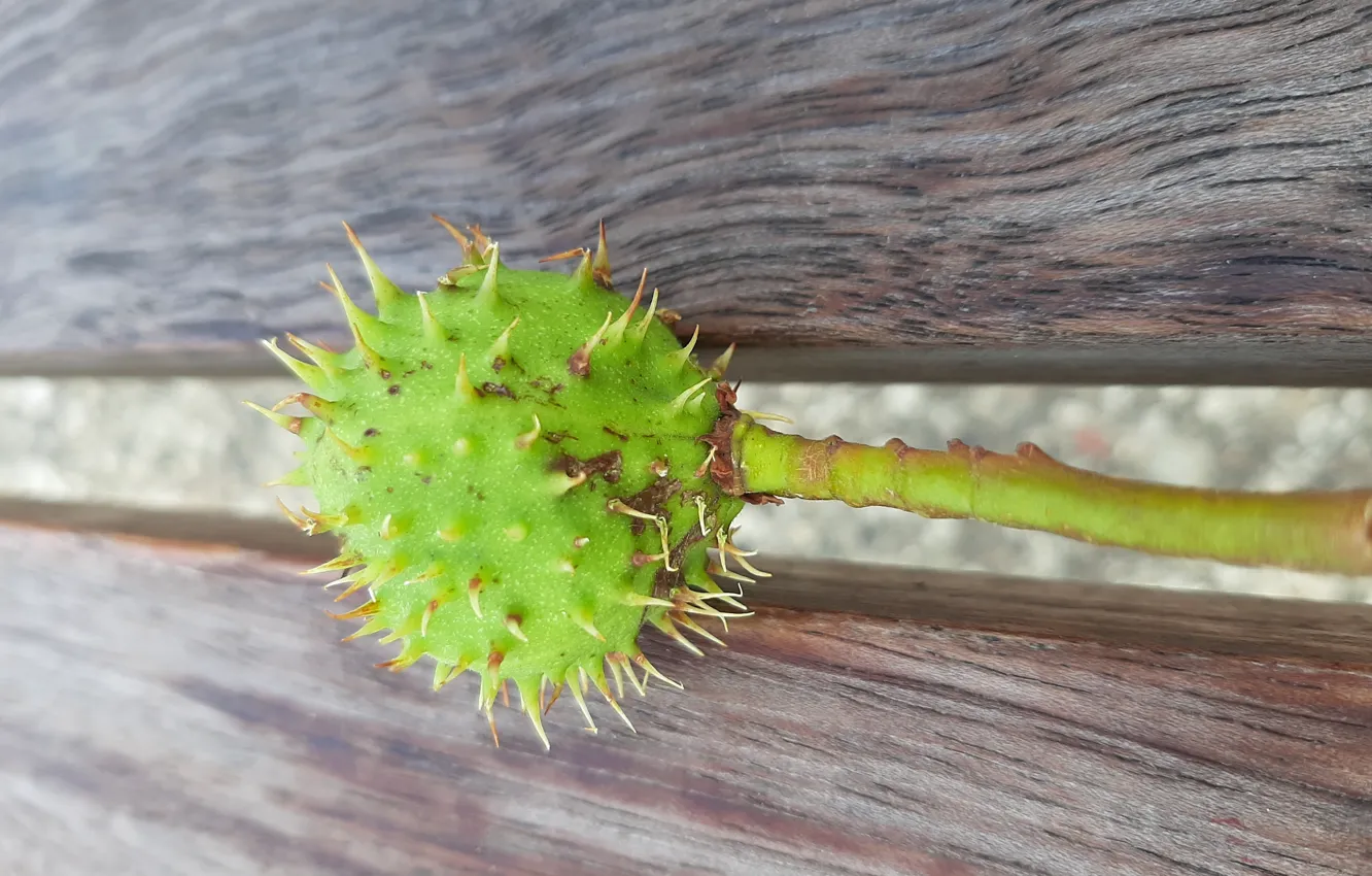 Photo wallpaper bench, green, Levels, Chestnut