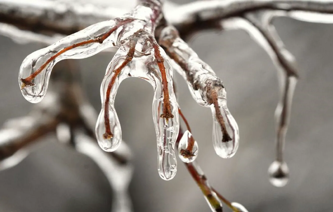 Photo wallpaper winter, frost, Moldova