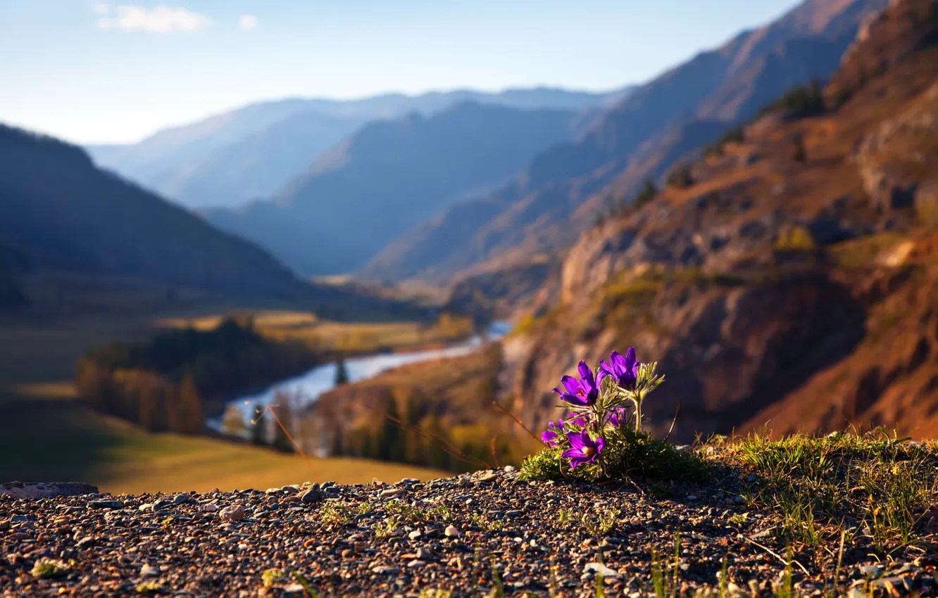 Photo wallpaper landscape, flowers, mountains, nature, river, spring, valley, anemones