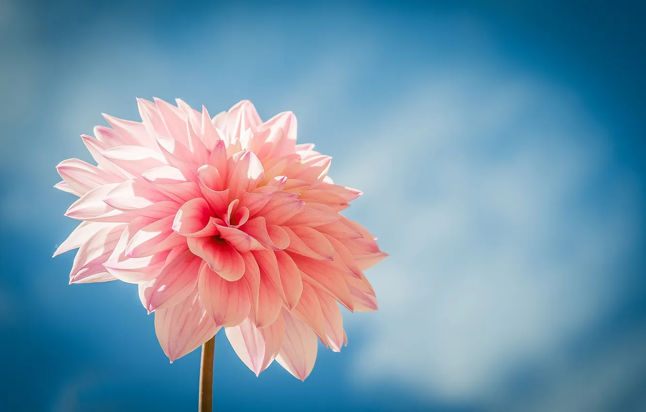 Photo wallpaper flowers, pink, blue background, dahlias