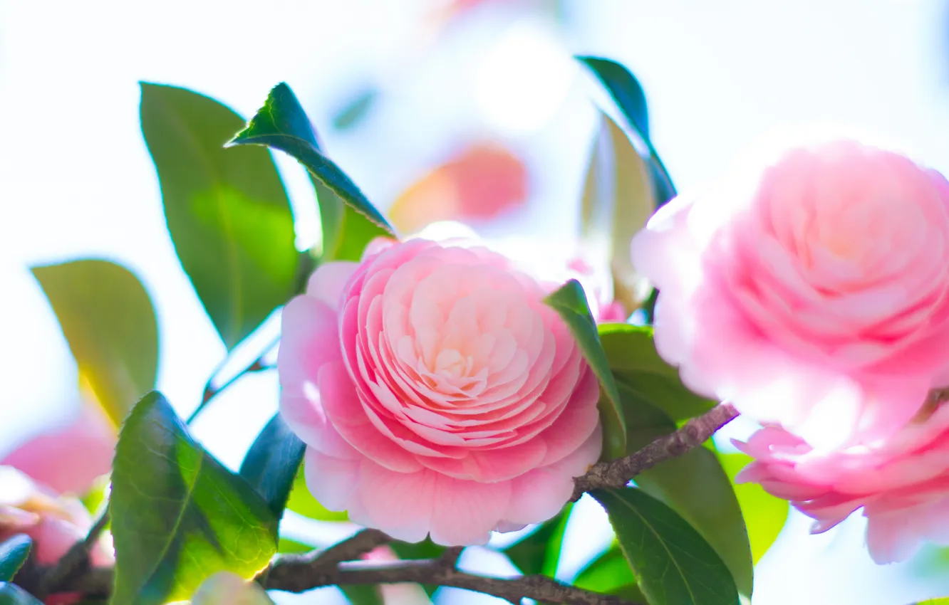 Photo wallpaper leaves, pink, tenderness, petals, Bud, flowering, Camellia, Camellia