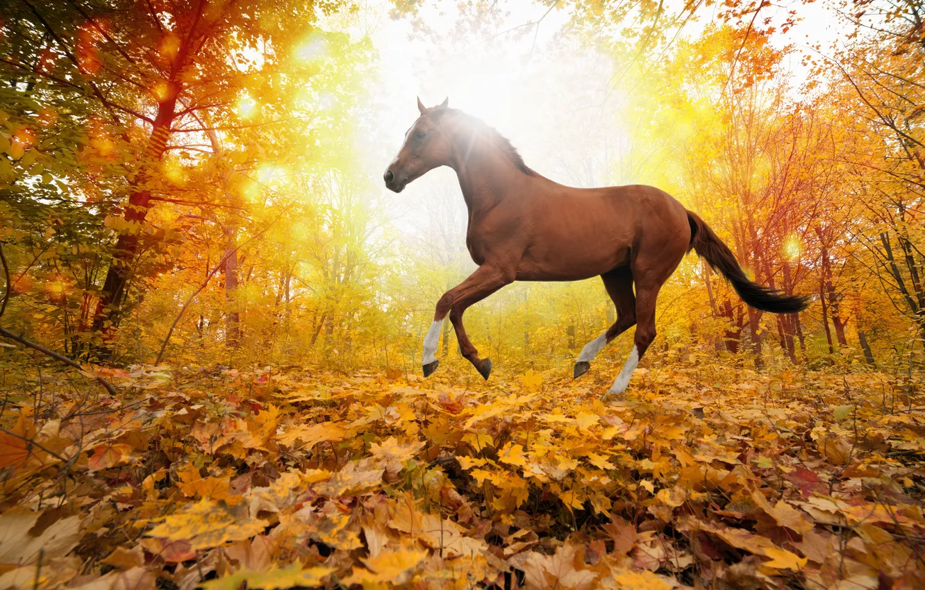 Photo wallpaper autumn, forest, leaves, nature, horse