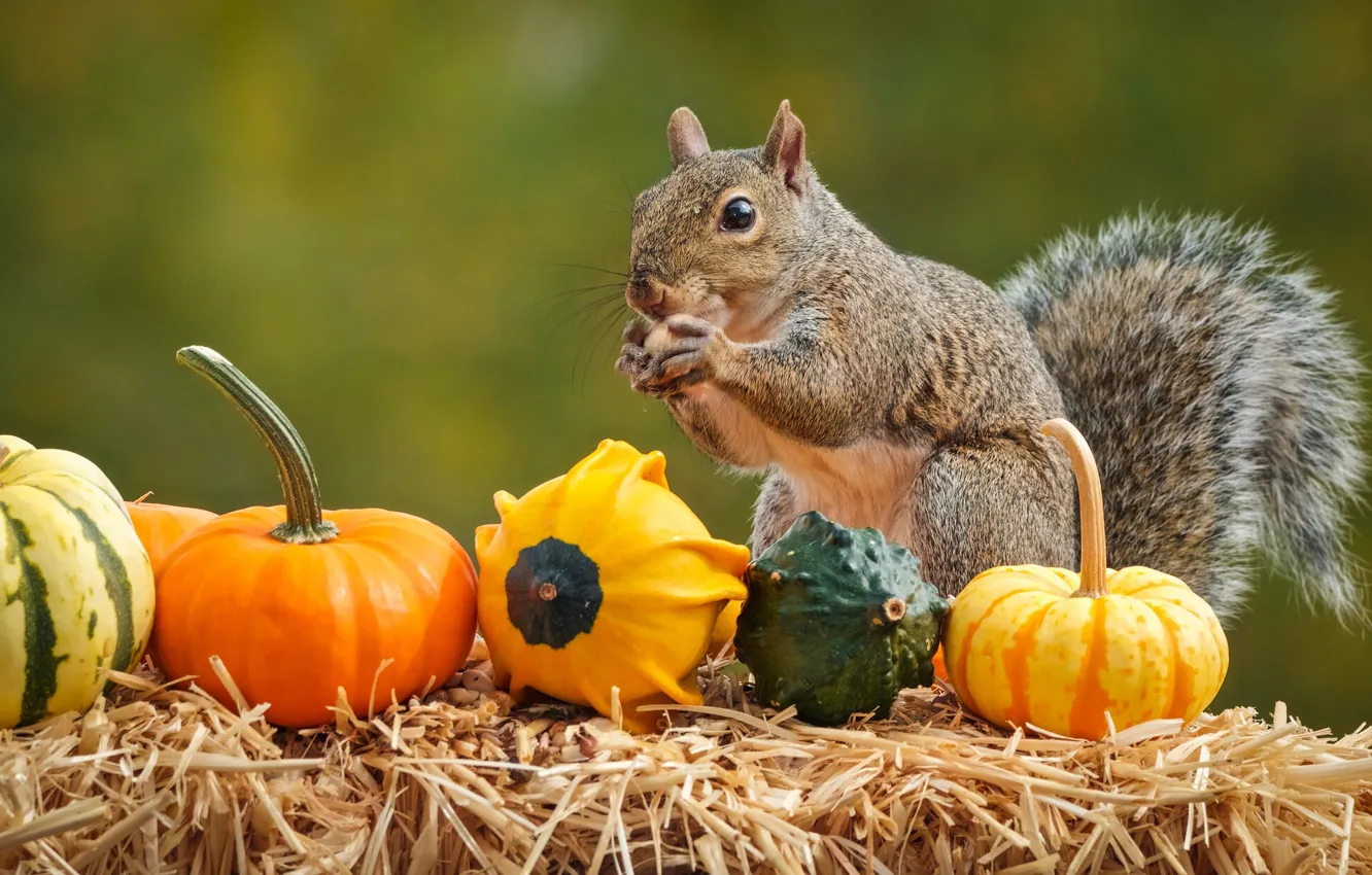 Photo wallpaper autumn, protein, pumpkin