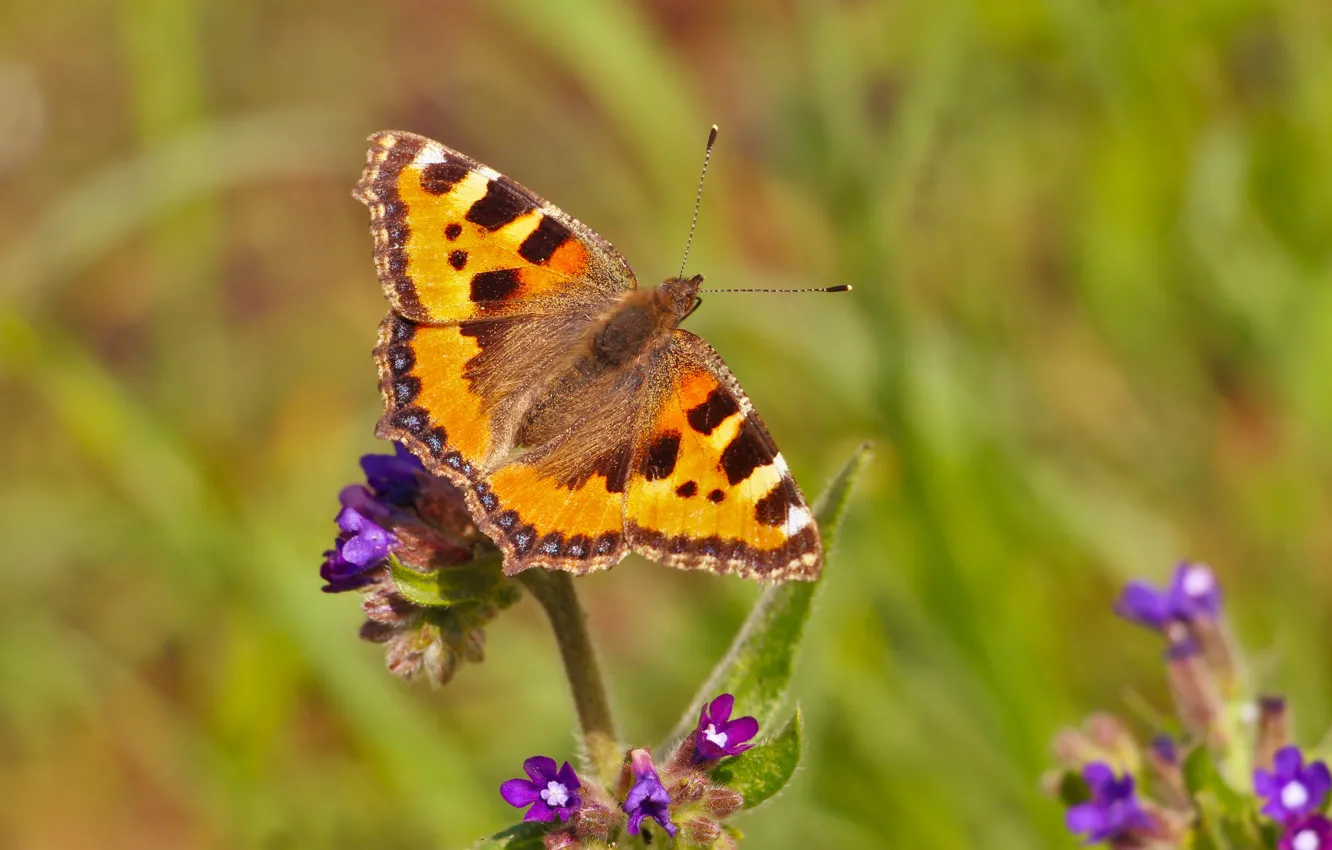 Photo wallpaper colorful, flower, butterfly