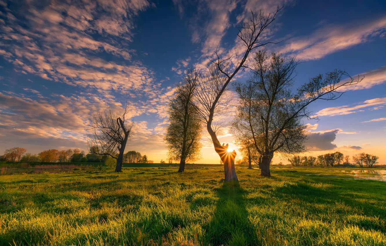 Photo wallpaper the sky, grass, the sun, clouds, trees