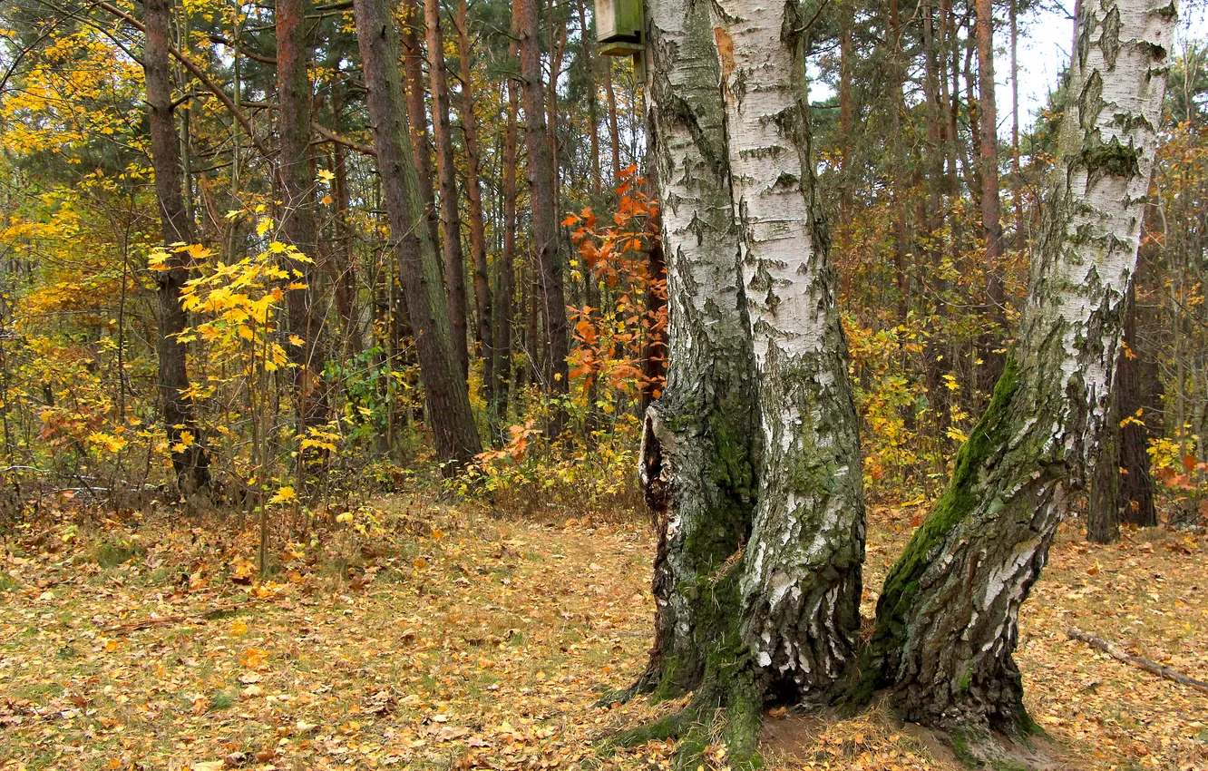 Photo wallpaper forest, trees, park, autumn, fall