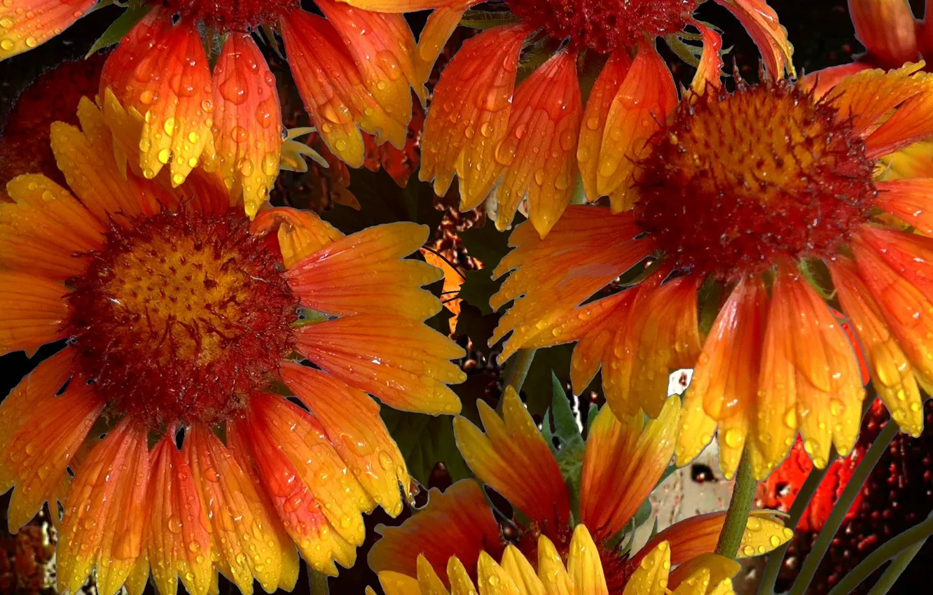 Photo wallpaper summer, drops, Rosa, beauty, super., Gaylardiya