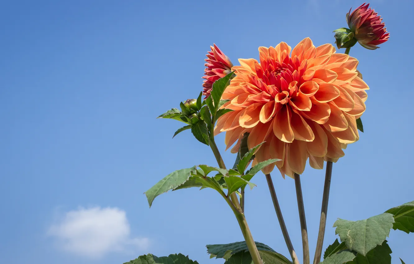 Photo wallpaper the sky, leaves, flowers, orange, blue background, dahlias