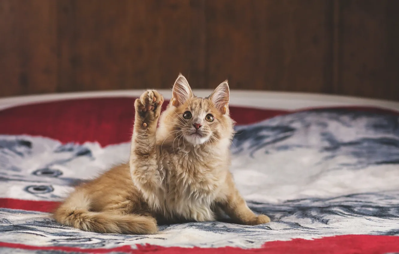 Photo wallpaper cat, cat, look, pose, Board, legs, red, face