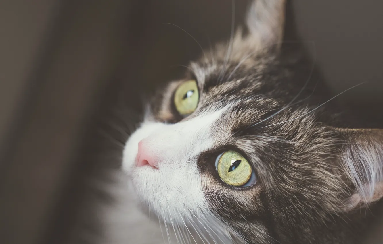 Photo wallpaper cat, cat, look, background, portrait, muzzle, kitty, cat