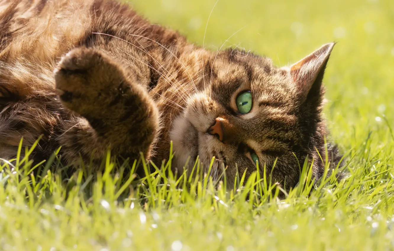 Photo wallpaper cat, grass, cat, look, face, pose, grey, stay