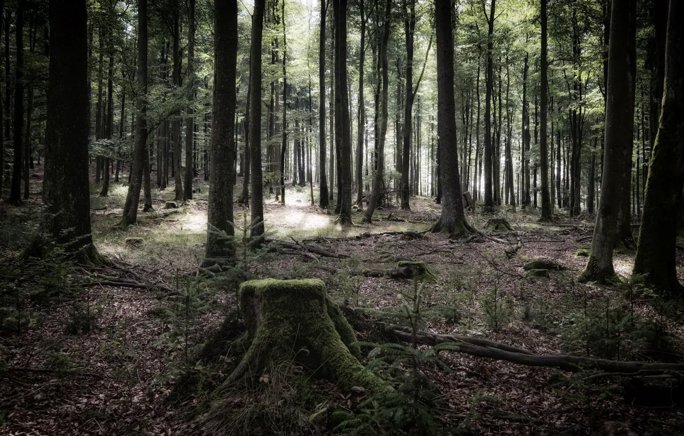 Photo wallpaper forest, trees, nature