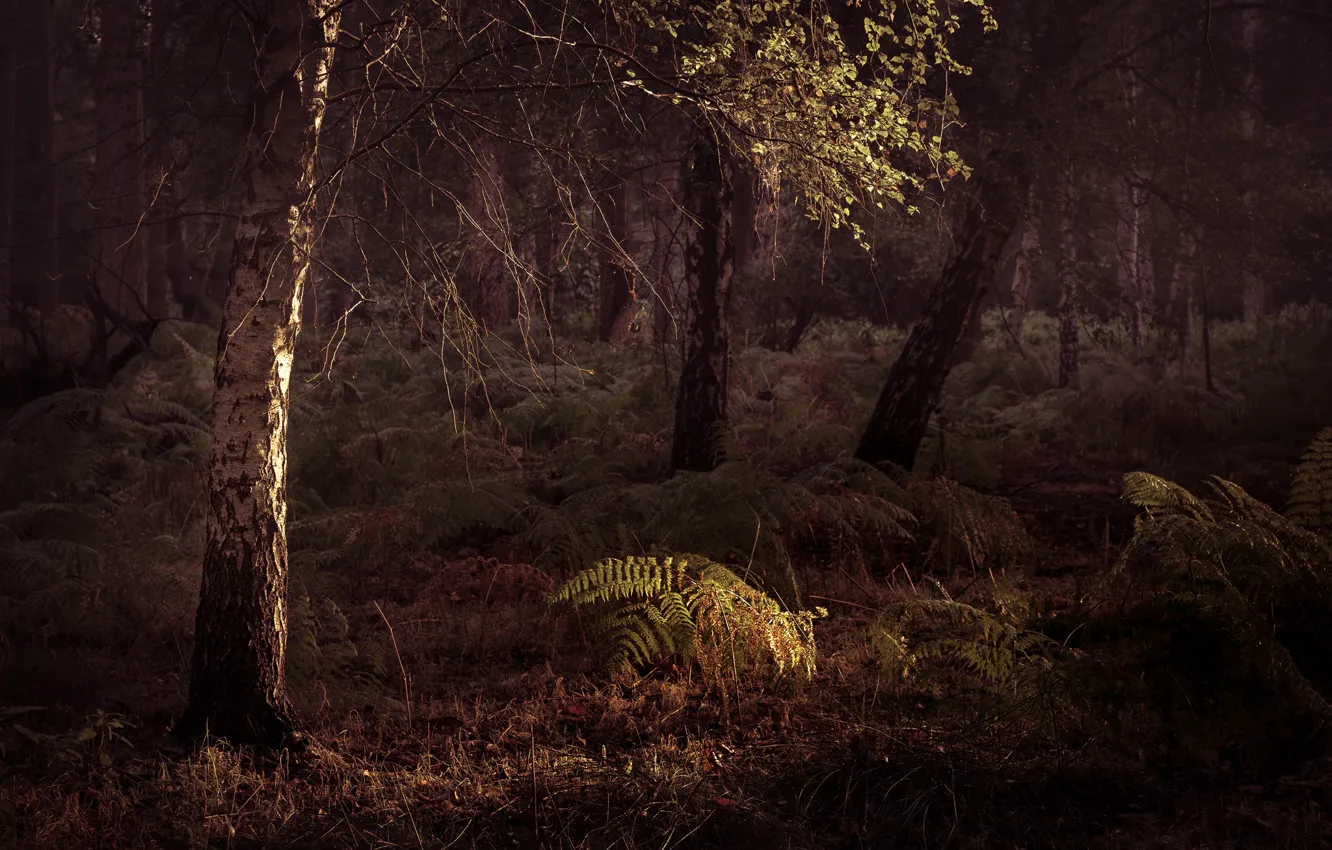 Photo wallpaper forest, light, the evening